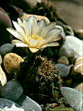 Gymnocalycium quehlianum