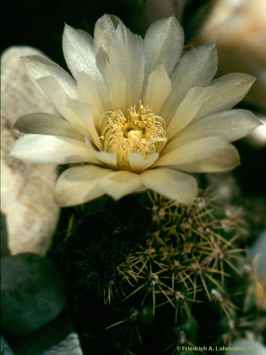 Gymnocalycium quehlianum