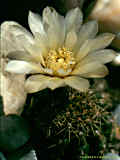 Gymnocalycium quehlianum