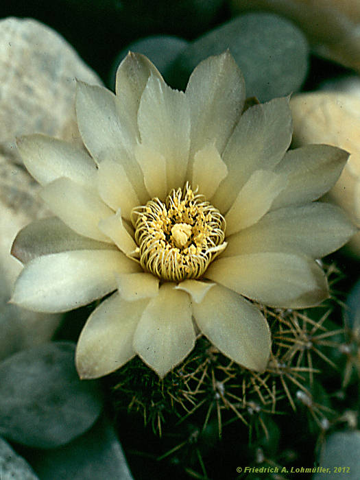 Gymnocalycium quehlianum