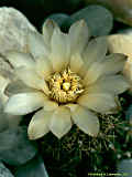 Gymnocalycium quehlianum