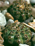 Gymnocalycium quehlianum