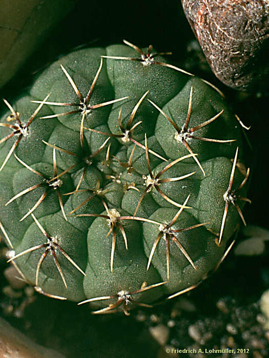 Gymnocalycium quehlianum