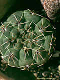 Gymnocalycium quehlianum