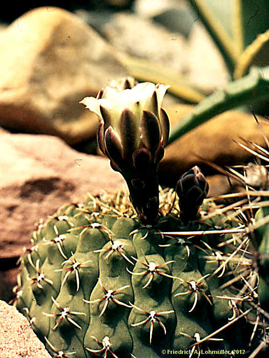 Gymnocalycium quehlianum