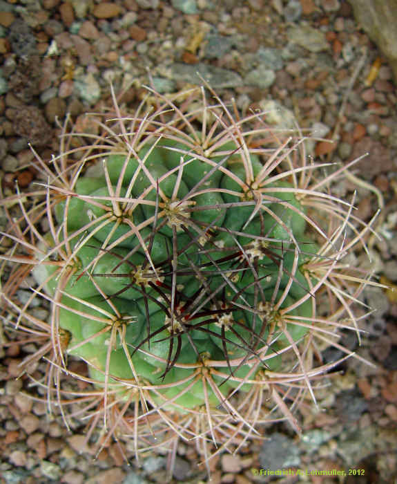 Gymnocalycium saglionis