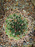 Gymnocalycium saglionis