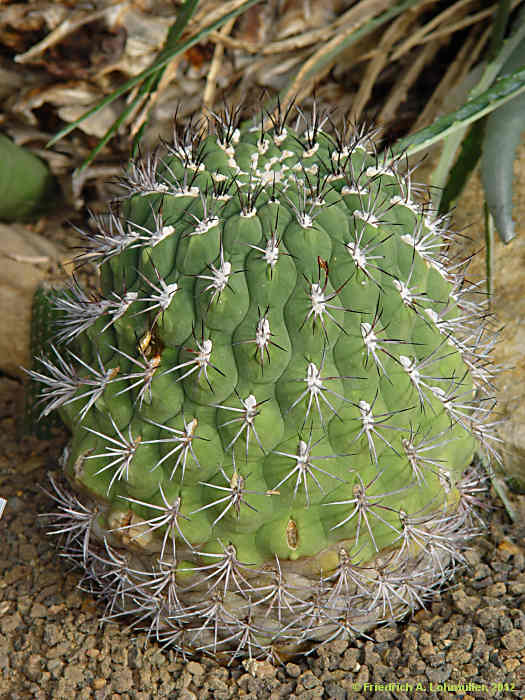 Gymnocalycium saglionis