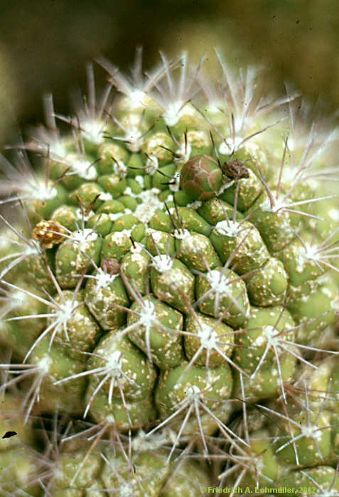 Gymnocalycium saglionis