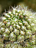 Gymnocalycium saglionis