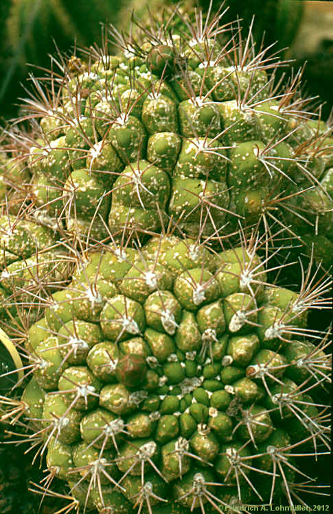 Gymnocalycium saglionis