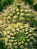 Gymnocalycium