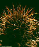 Gymnocalycium schickendantzii