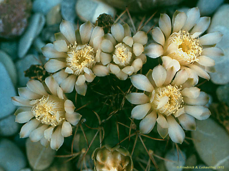 Gymnocalycium schickendantzii