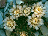 Gymnocalycium schickendantzii