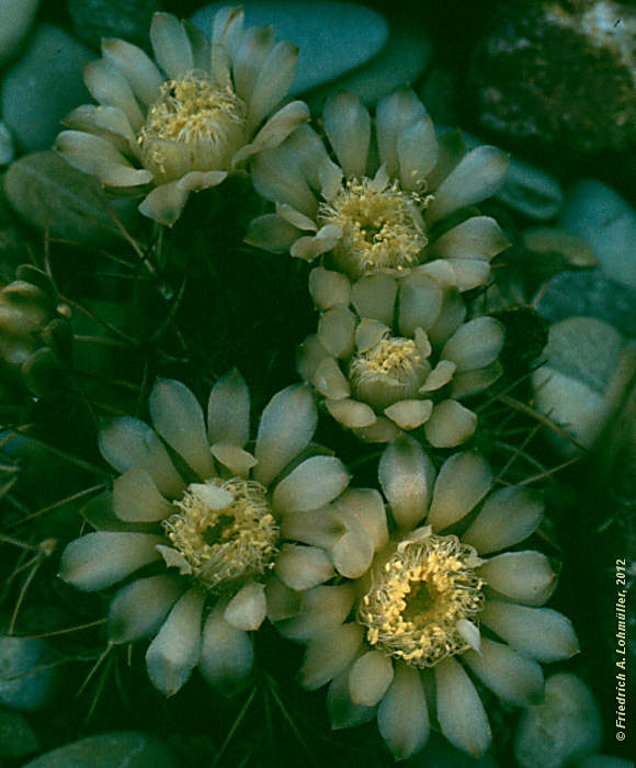 Gymnocalycium schickendantzii