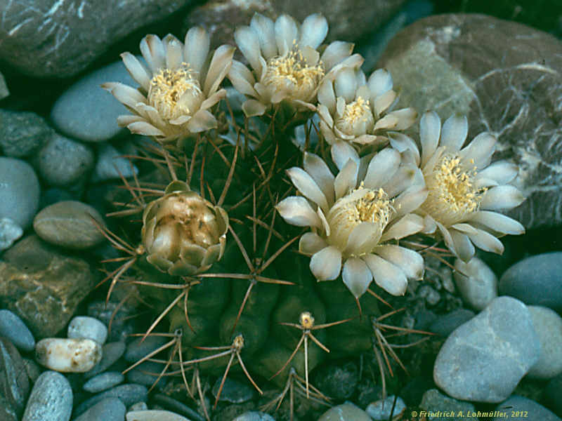 Gymnocalycium schickendantzii