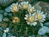 Gymnocalycium schickendantzii