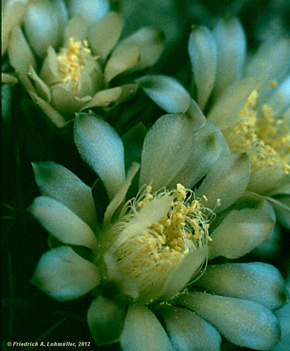 Gymnocalycium schickendantzii