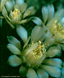 Gymnocalycium schickendantzii