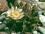 Gymnocalycium schickendantzii