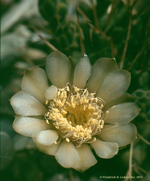 Gymnocalycium schickendantzii