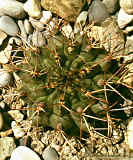 Gymnocalycium schickendantzii