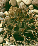 Gymnocalycium schickendantzii