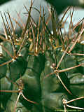 Gymnocalycium schickendantzii