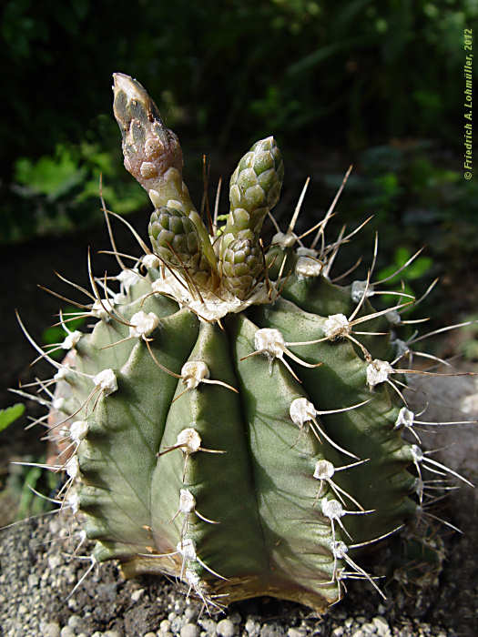 Gymnocalycium var. stenogonum