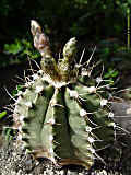 Gymnocalycium mihanovichii var. stenogonum