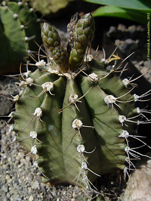 Gymnocalycium var. stenogonum