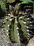 Gymnocalycium mihanovichii var. stenogonum