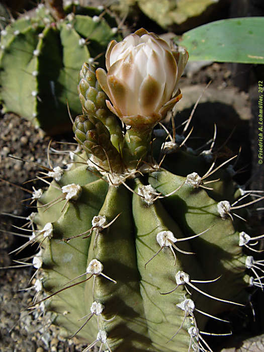 Gymnocalycium var. stenogonum