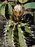 Gymnocalycium mihanovichii var. stenogonum