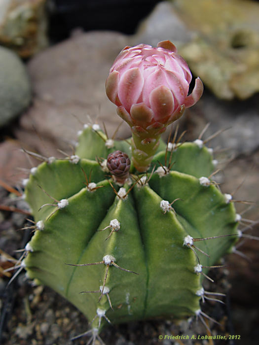 Gymnocalycium var. stenogonum