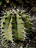 Gymnocalycium mihanovichii var. stenogonum