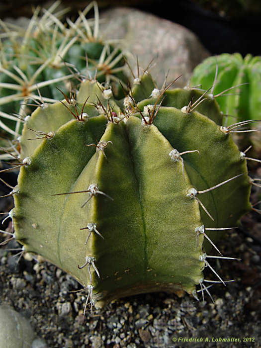 Gymnocalycium var. stenogonum