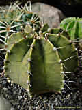 Gymnocalycium mihanovichii var. stenogonum