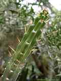 Harrisia pomanensis, Eriocereus bonplandii