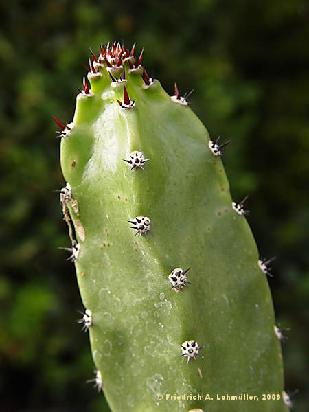 Harrisia 'Jusberti', Eriocereus jusberti