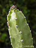 Harrisia 'Jusberti', Eriocereus jusberti