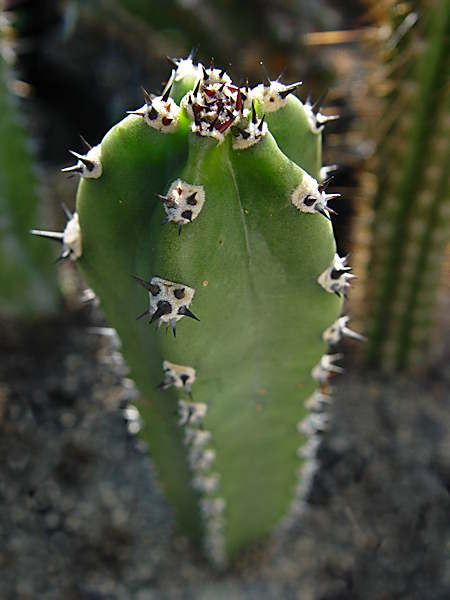 Harrisia 'Jusberti', Eriocereus jusberti