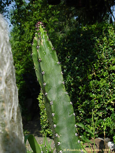 Harrisia 'Jusberti', Eriocereus jusberti