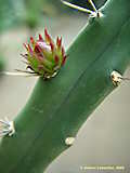 Harrisia pomanensis, Eriocereus bonplandii