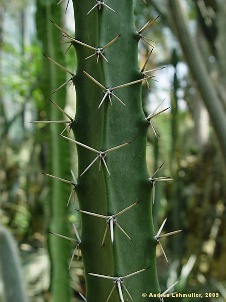 Harrisia martinii, Eriocereus martinii