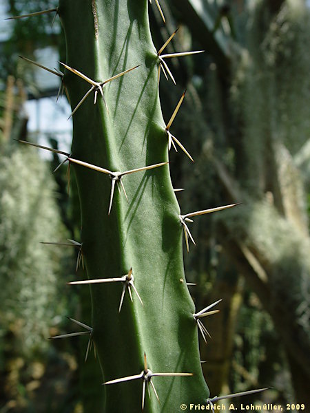 Harrisia martinii, Eriocereus martinii