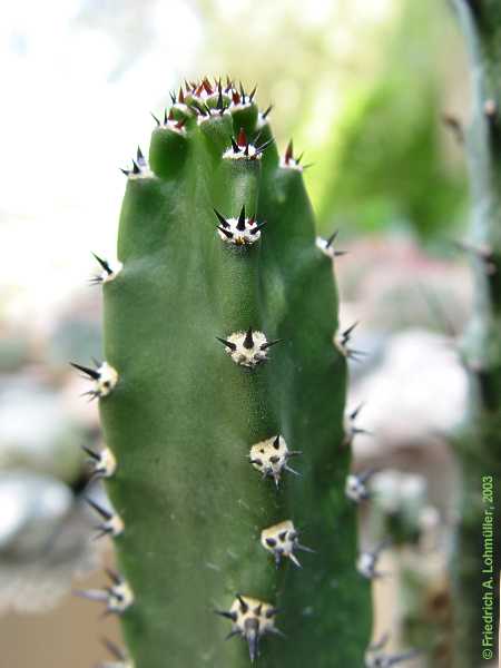 Harrisia 'Jusberti', Eriocereus jusberti