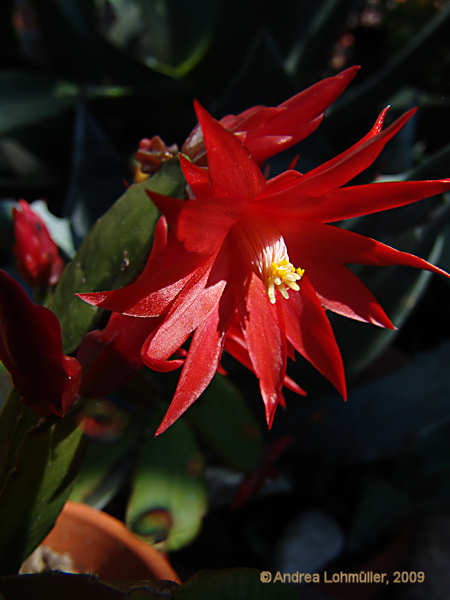 Hatiora gaertneri, Epiphyllopsis gaertneri