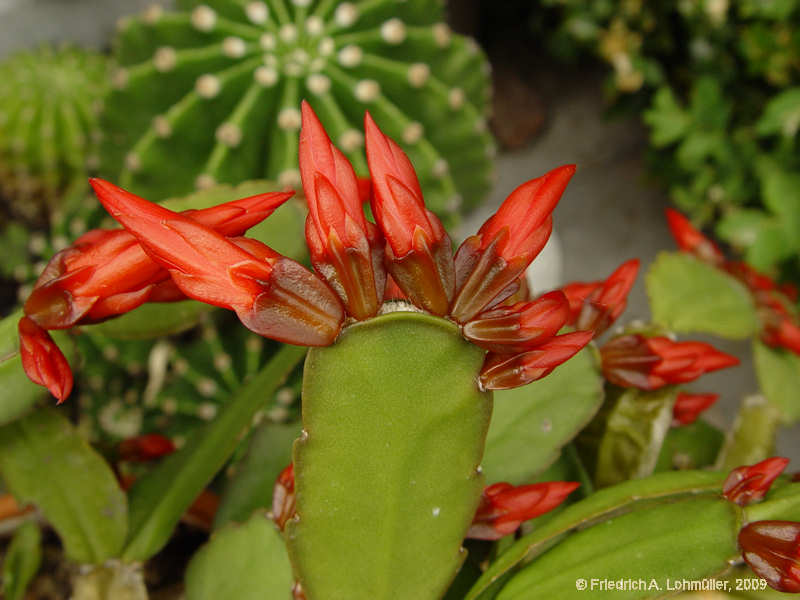 Hatiora gaertneri, Epiphyllopsis gaertneri